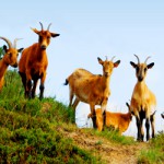 Geitenboerderij Ozo